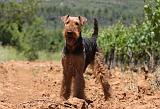 AIREDALE TERRIER 273